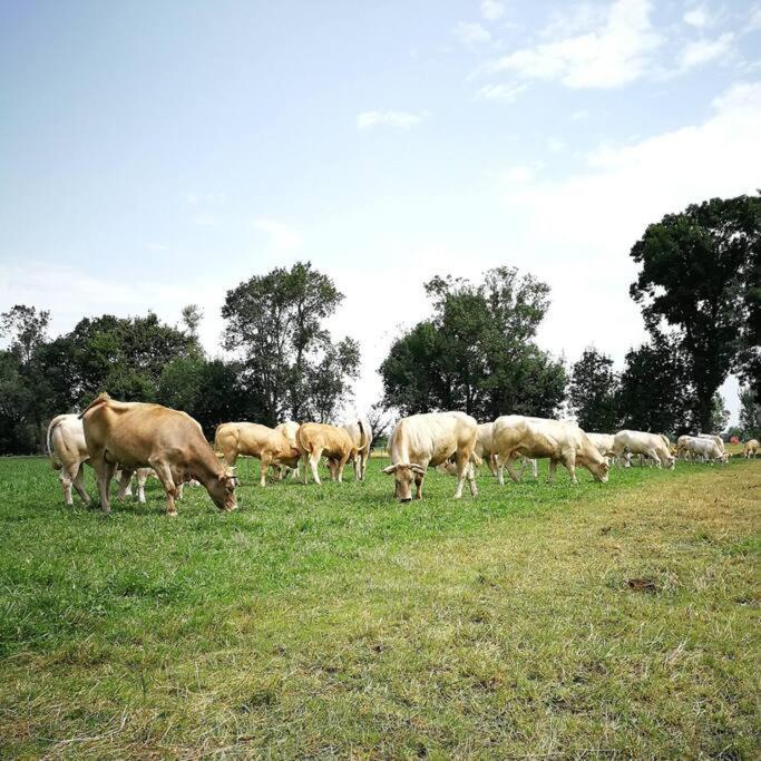 Gite A La Ferme De La Bouriette Revel  Extérieur photo